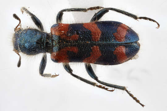 Image of Ornate Checkered Beetle