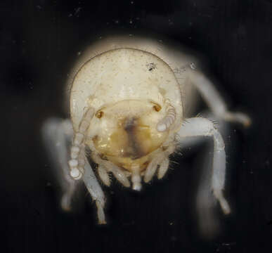 Image of Eastern Subterranean Termite