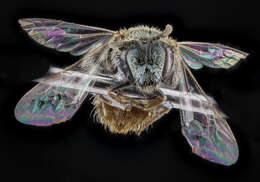 صورة Lasioglossum pictum (Crawford 1902)