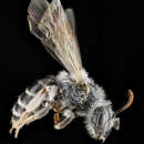 Image of Andrena illinoiensis Robertson 1891