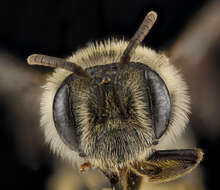 Image of Dwarf-dandelion Andrena