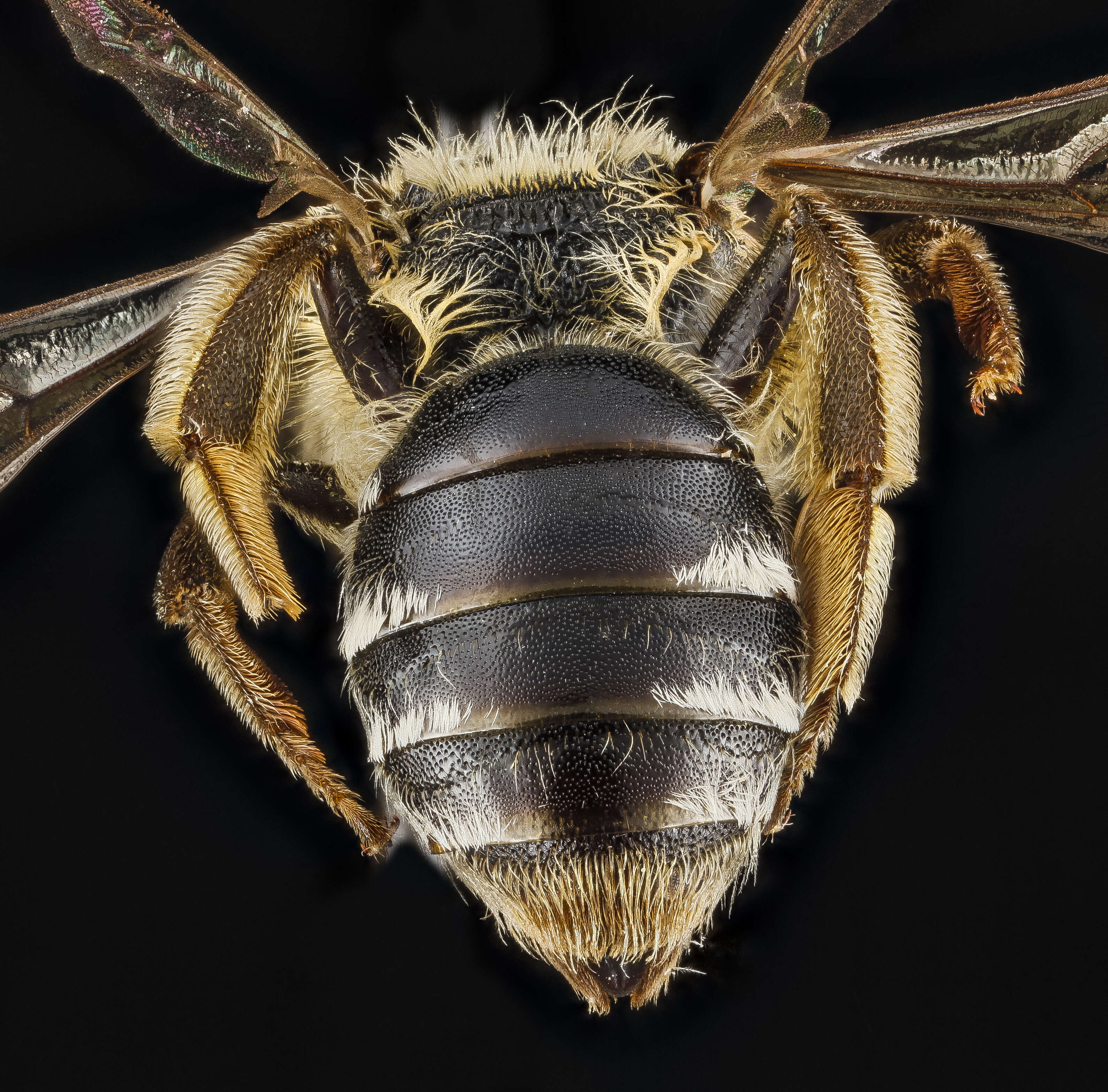 Image of Andrena ceanothi Viereck 1917