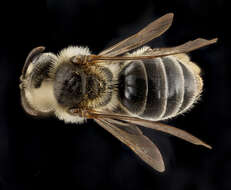 Image of Dwarf-dandelion Andrena