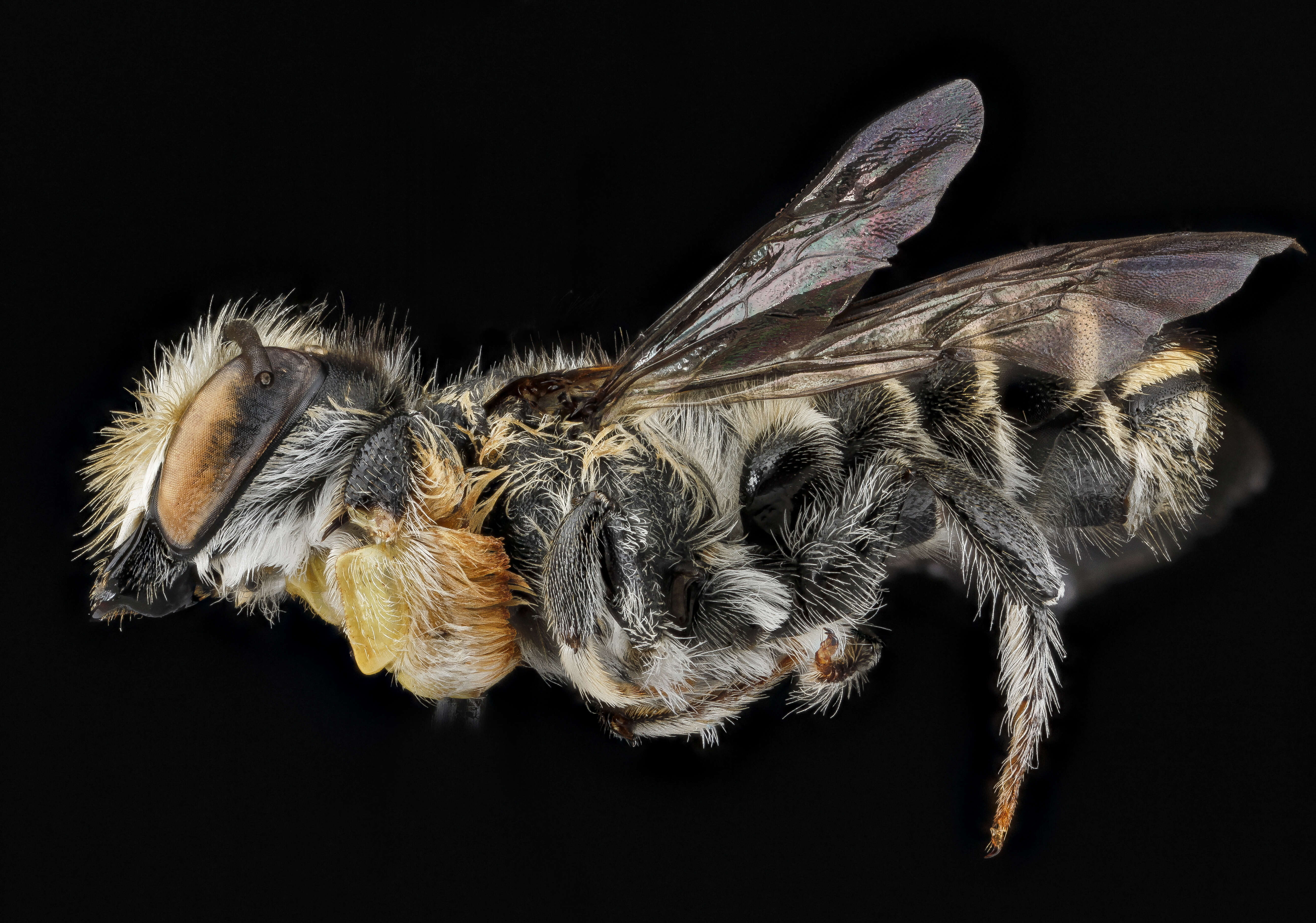 Image of Megachile deceptrix Smith 1879