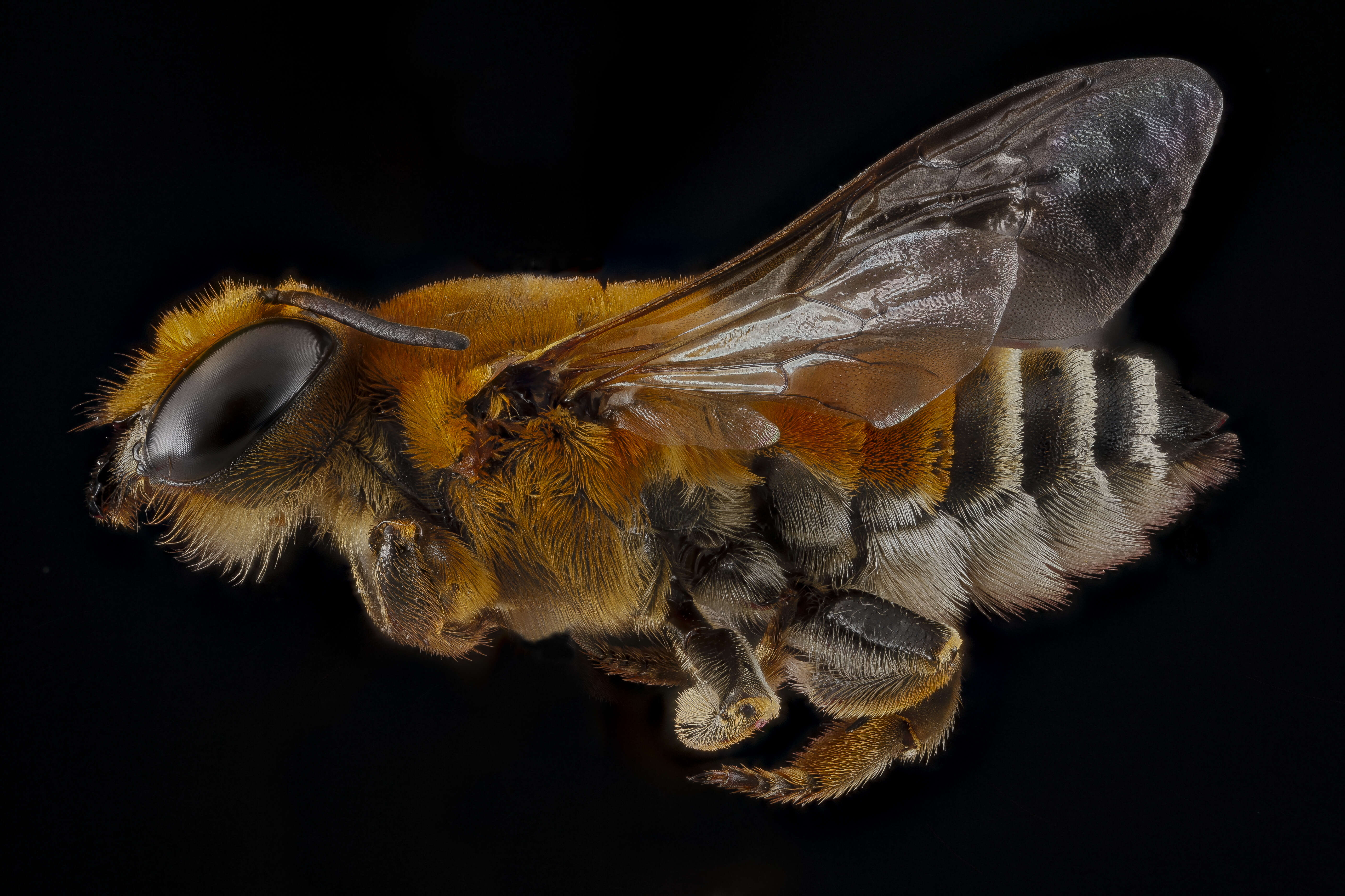 Image of Wooly Wall Bee