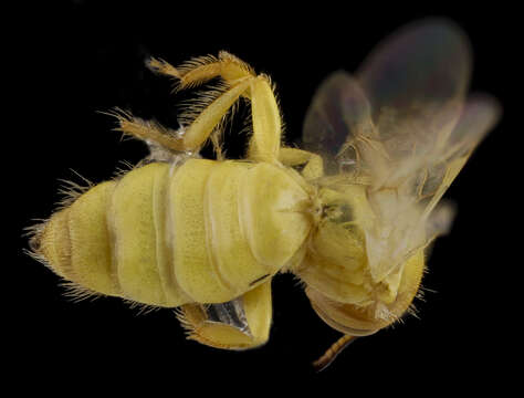 Image of Perdita luteola Cockerell 1894