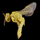 Image of Perdita luteola Cockerell 1894
