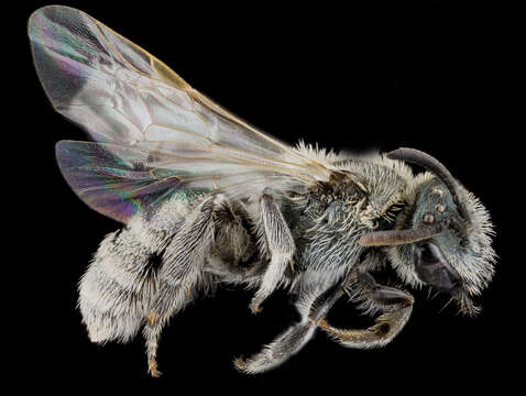 Image of Lasioglossum pruinosum (Robertson 1892)