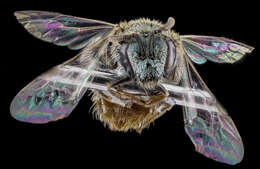 صورة Lasioglossum pictum (Crawford 1902)