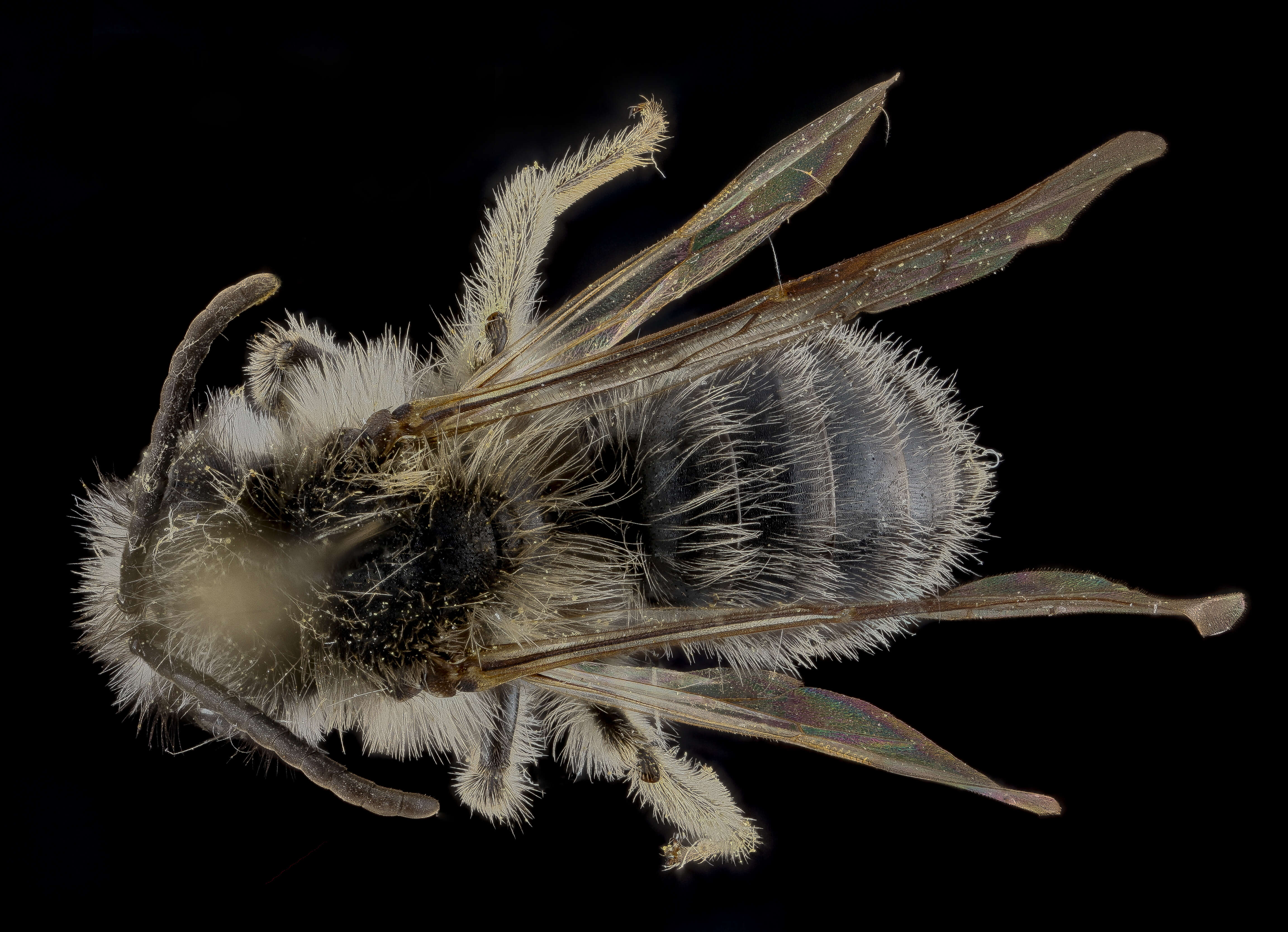 Image of Frigid Andrena