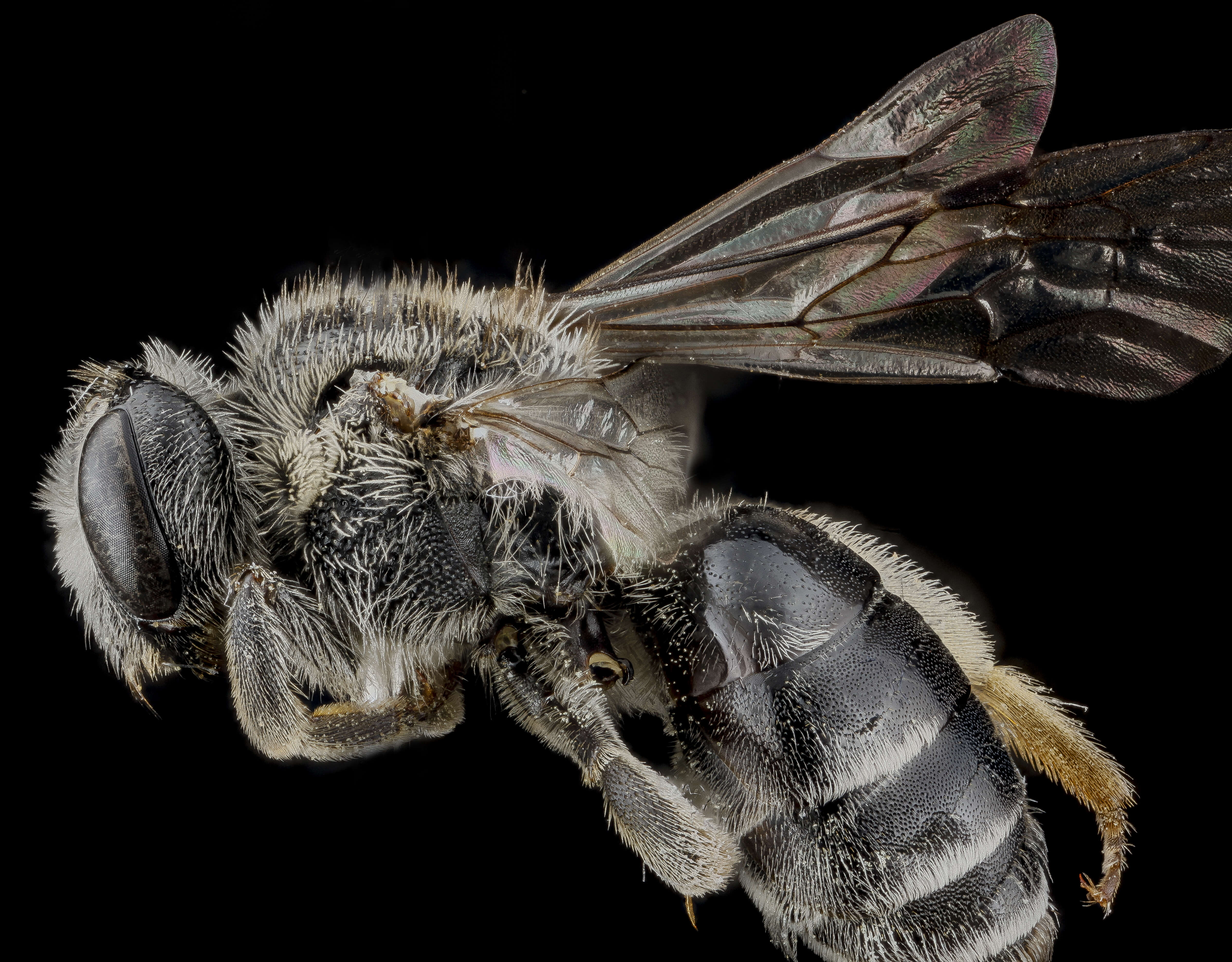 Image of Andrena miranda Smith 1879