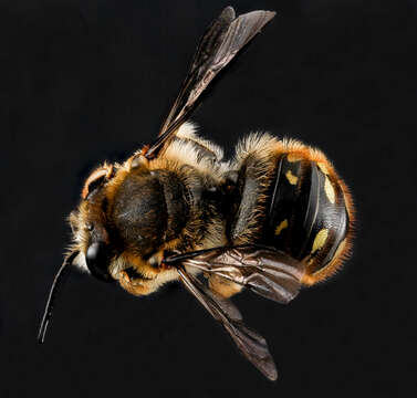 Image of wool-carder bee