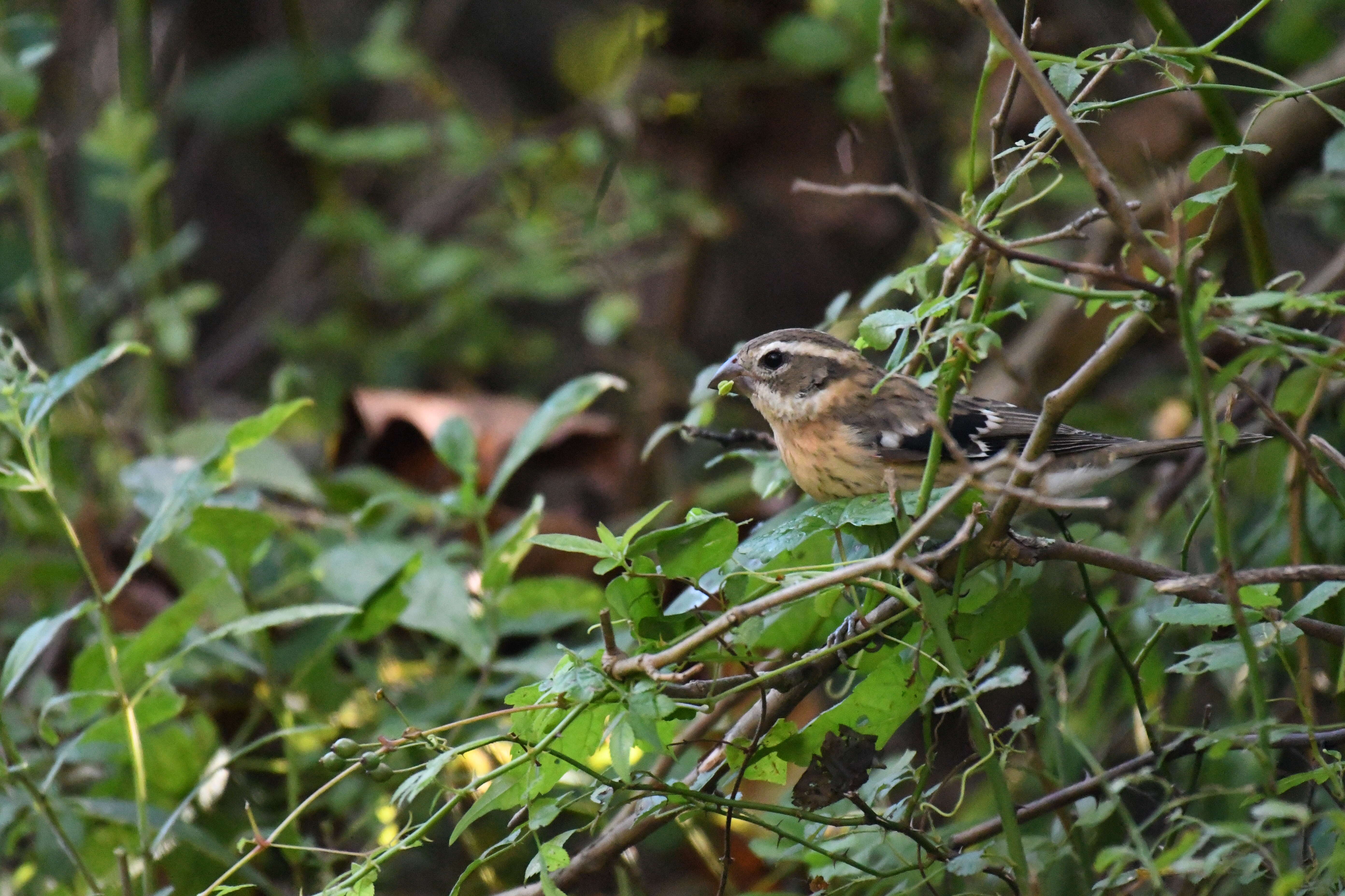 Image of Rose-breasted Grosbeak