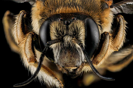 Image of wool-carder bee