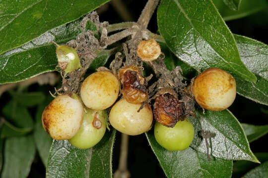 Imagem de Volkameria glabra (E. Mey.) Mabb. & Y. W. Yuan