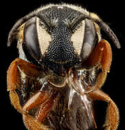 Imagem de Dianthidium ulkei (Cresson 1878)