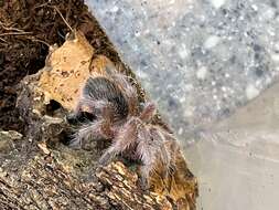 Image of Common Rose Hair Tarantula