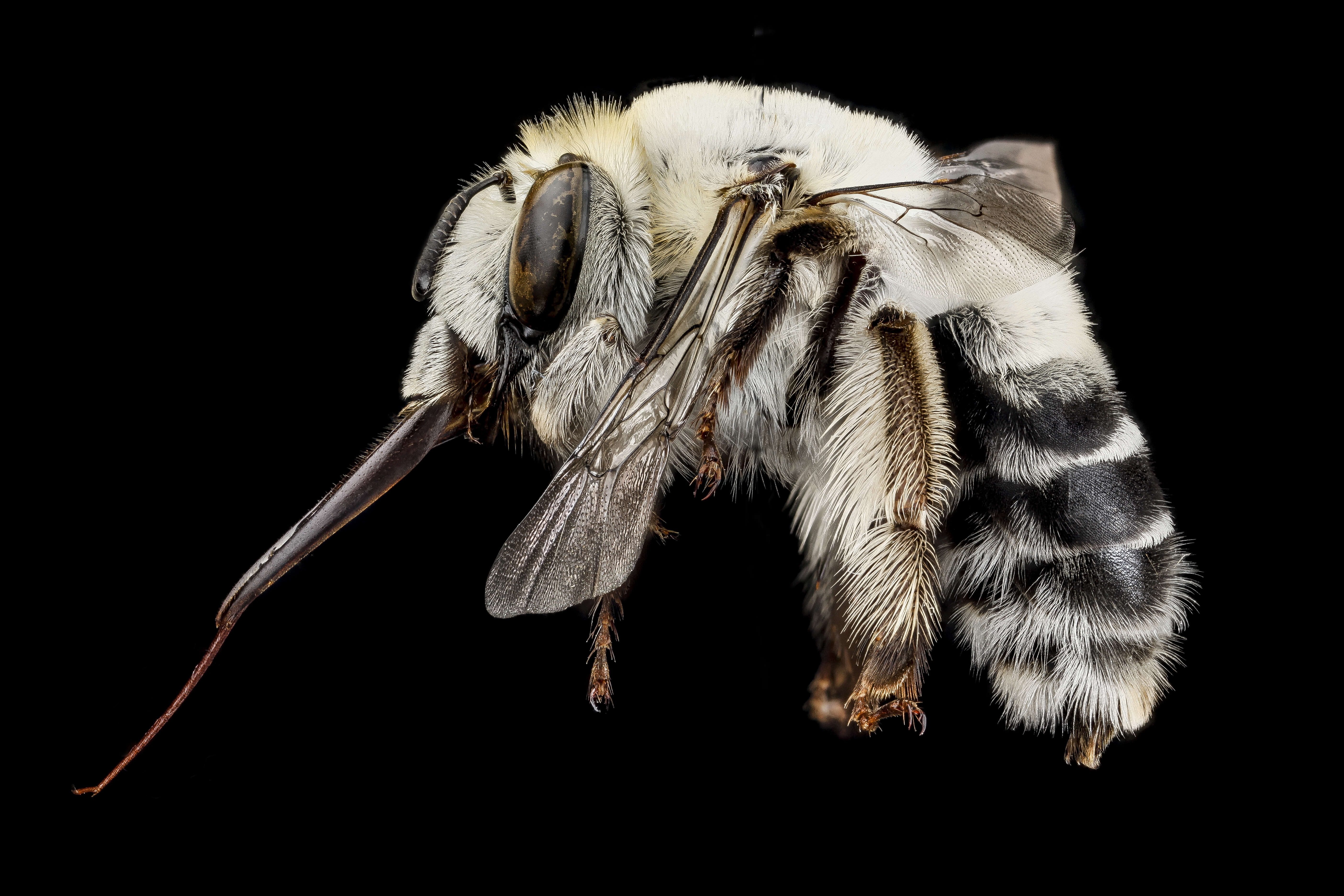 Image of Anthophora affabilis Cresson 1879