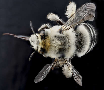 Anthophora affabilis Cresson 1879 resmi