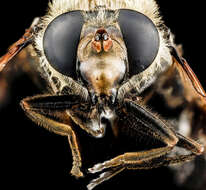 صورة Sericomyia flagrans (Osten Sacken 1875)