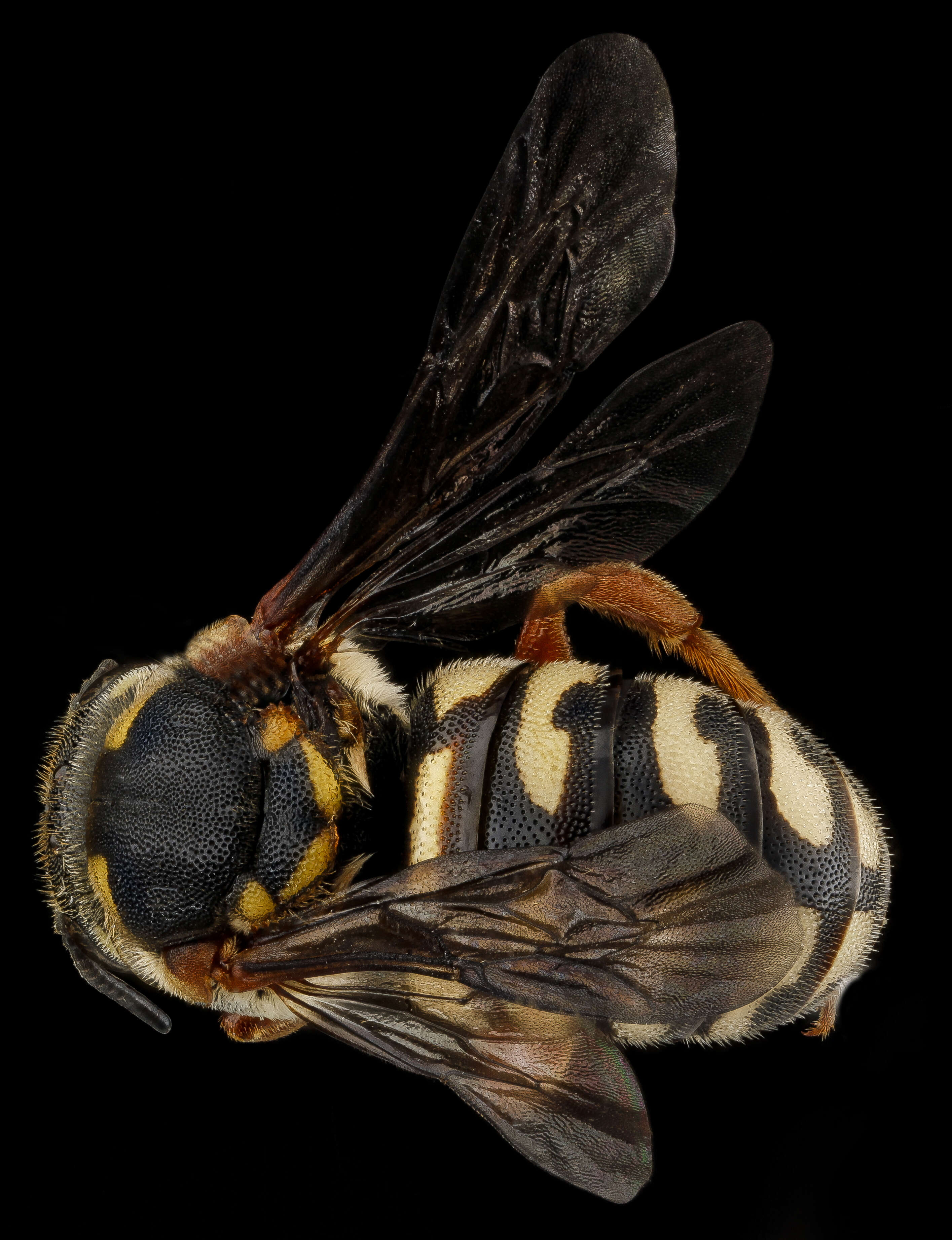 Image of Dianthidium concinnum (Cresson 1872)