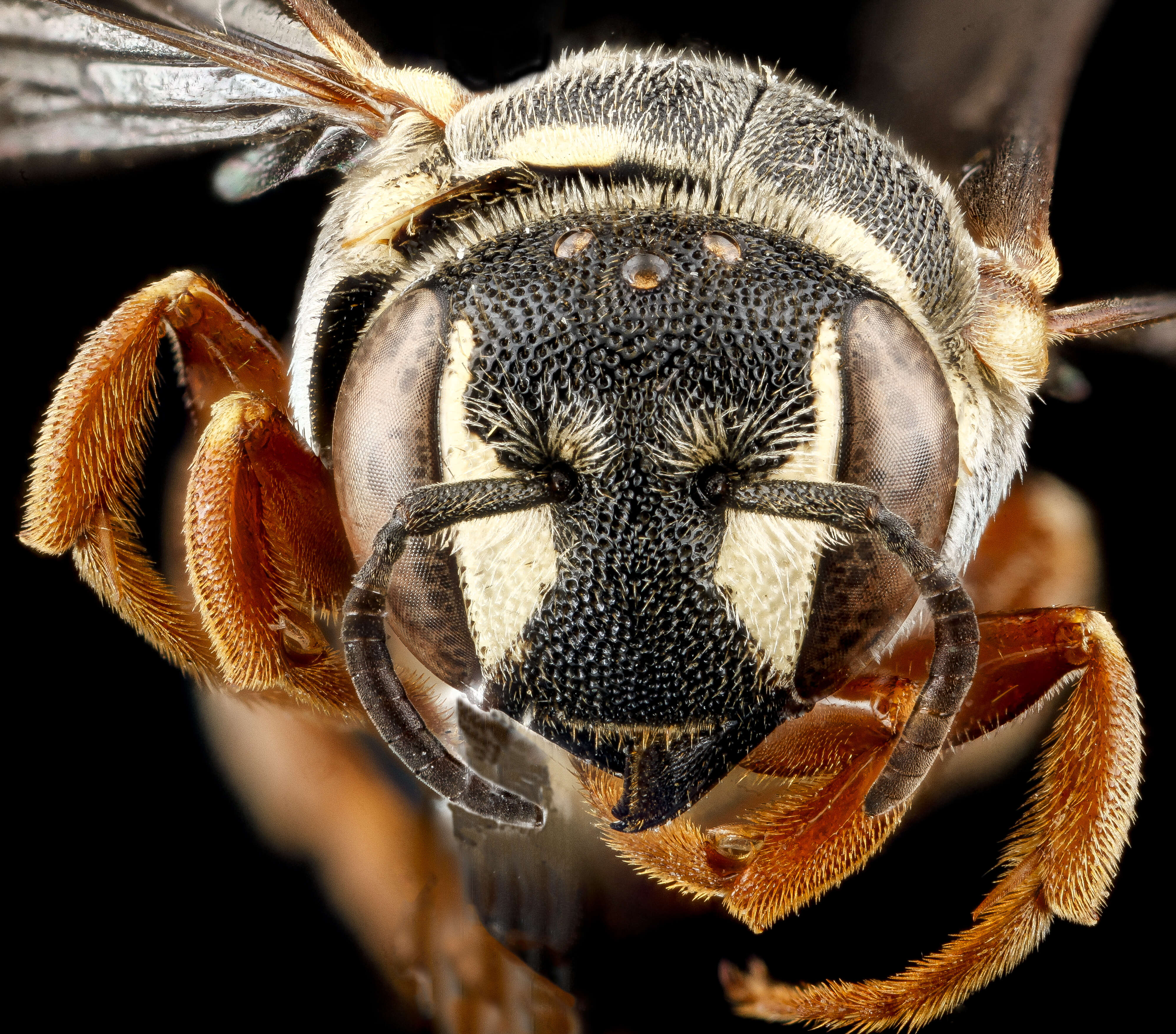 Image of Dianthidium concinnum (Cresson 1872)