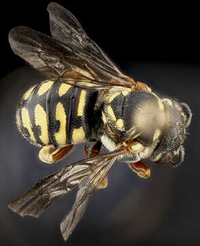 صورة Dianthidium concinnum (Cresson 1872)