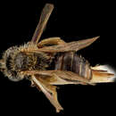 Image of Andrena uvulariae Mitchell 1960