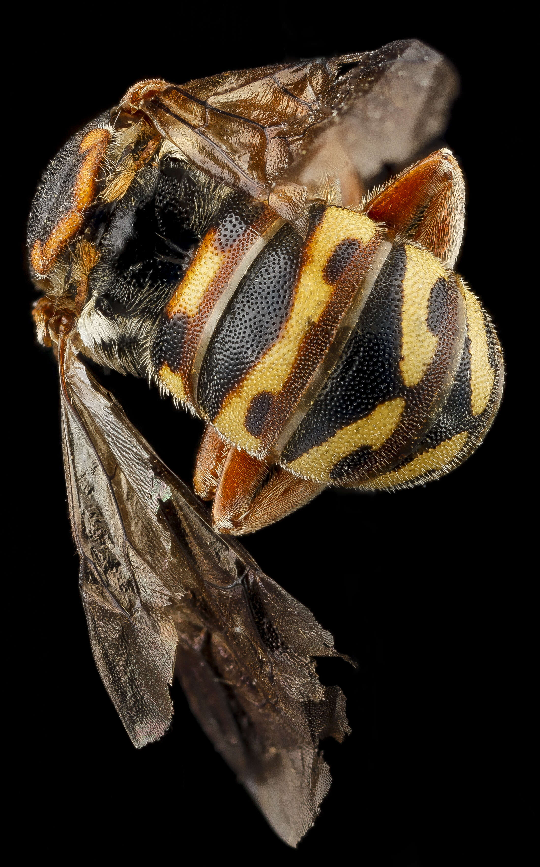 Imagem de Dianthidium ulkei (Cresson 1878)