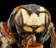 Imagem de Dianthidium ulkei (Cresson 1878)