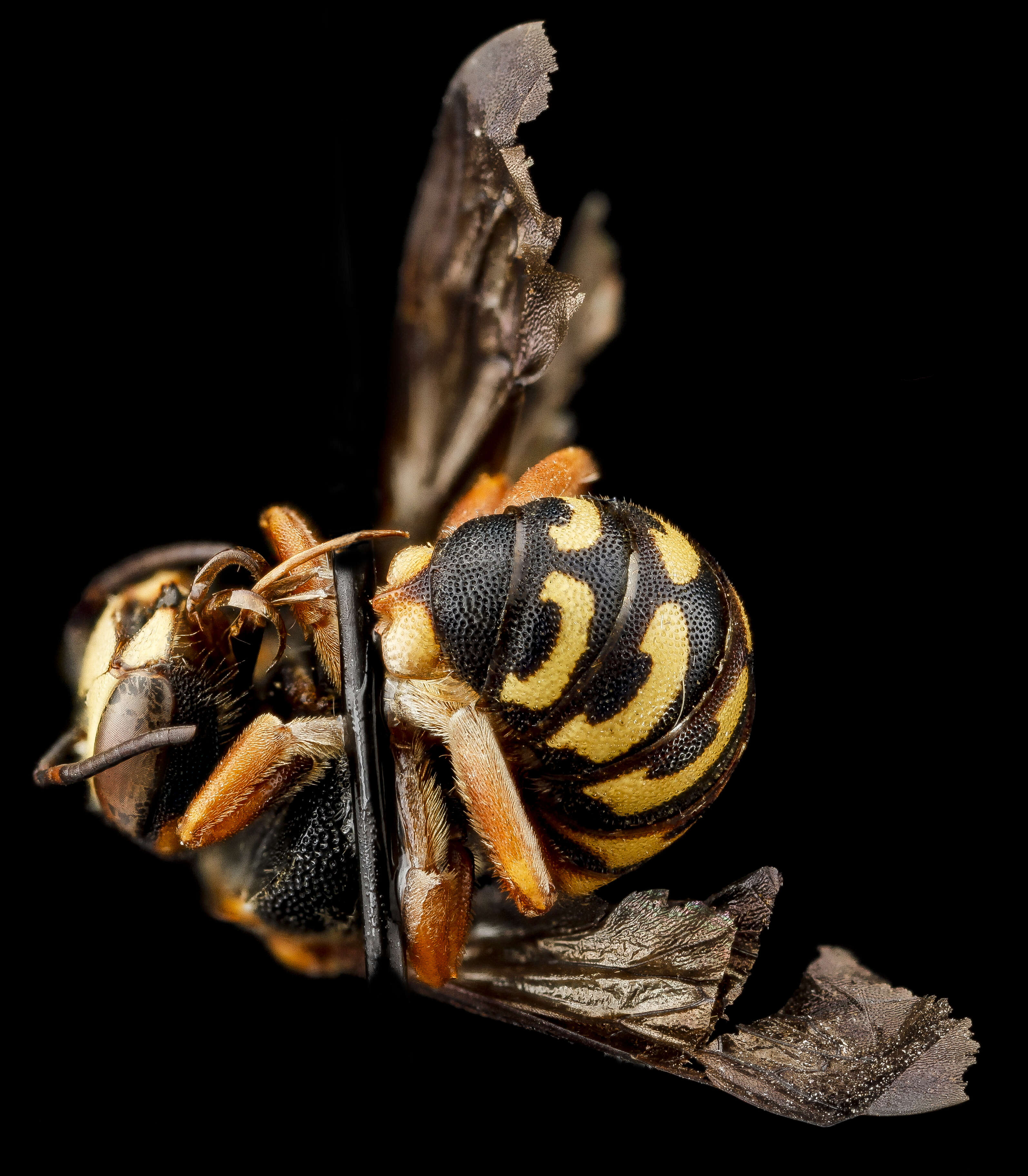 Imagem de Dianthidium ulkei (Cresson 1878)