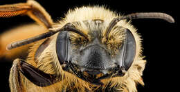 Image of Sunflower Andrena