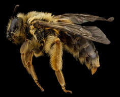 Image of Sunflower Andrena