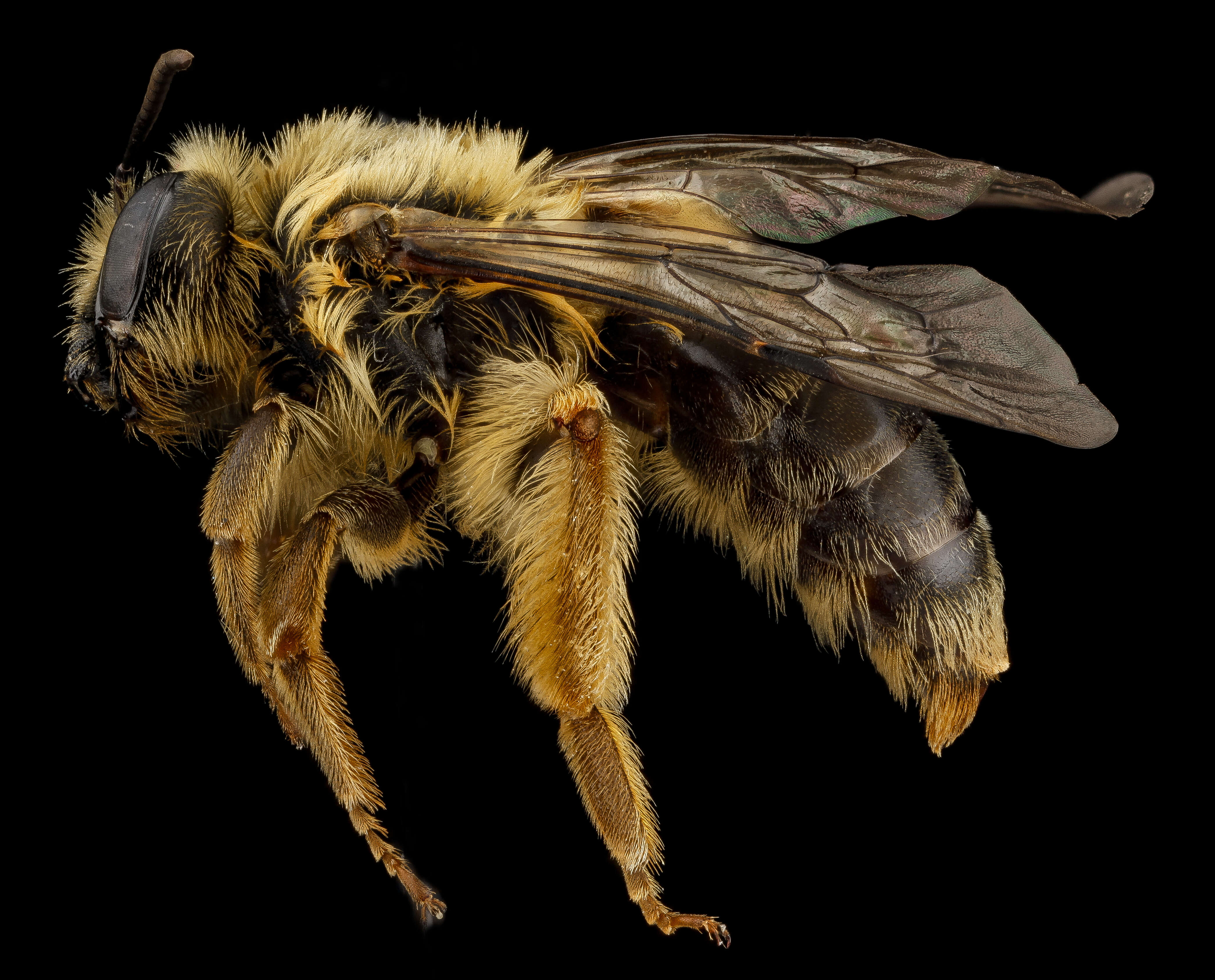 Image of Sunflower Andrena