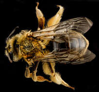 Image of Sunflower Andrena