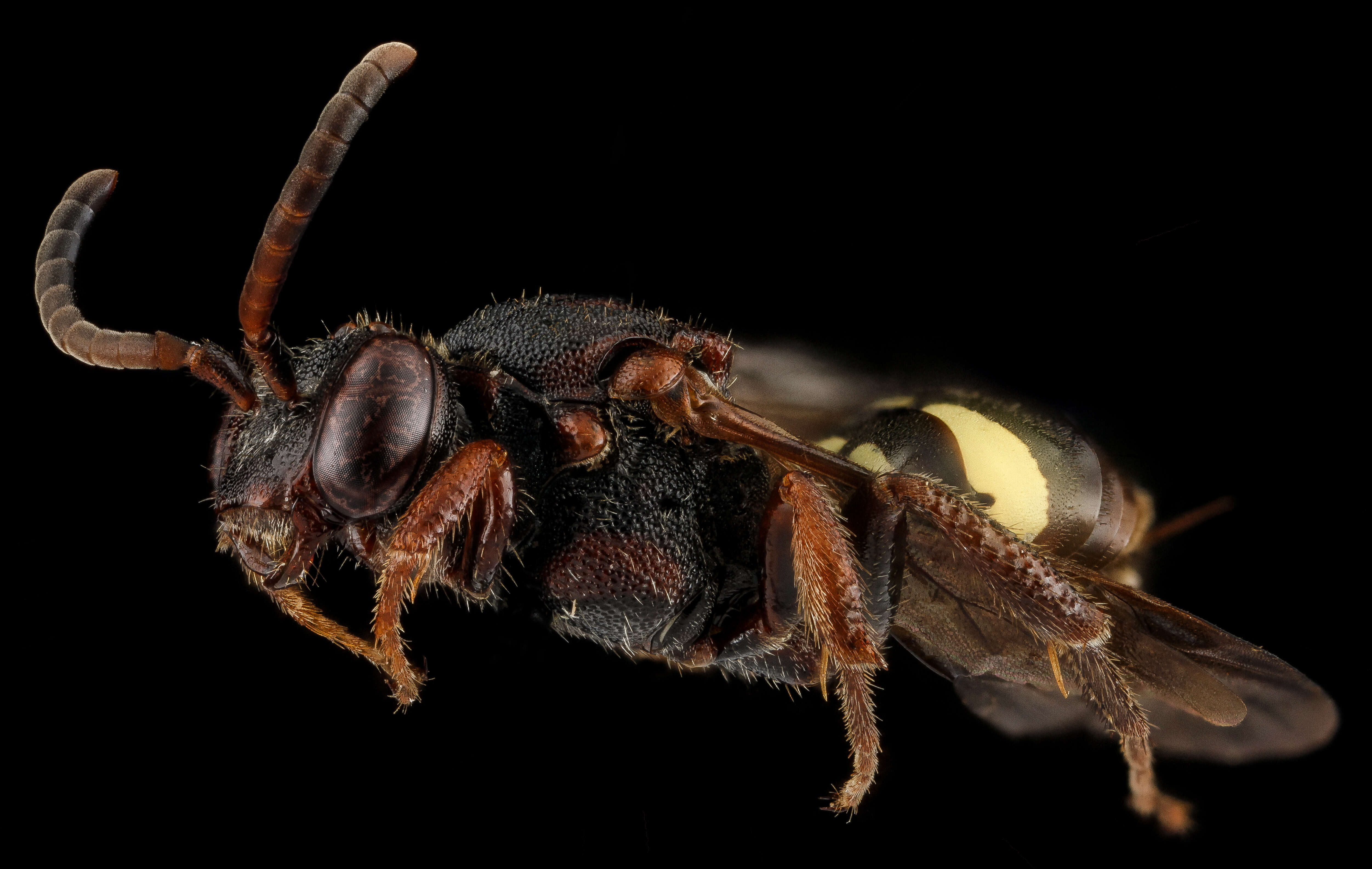 Image of Nomada vicina Cresson 1863