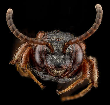 Image of Nomada vicina Cresson 1863