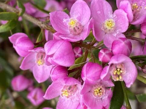 Image of Australian Native Rose