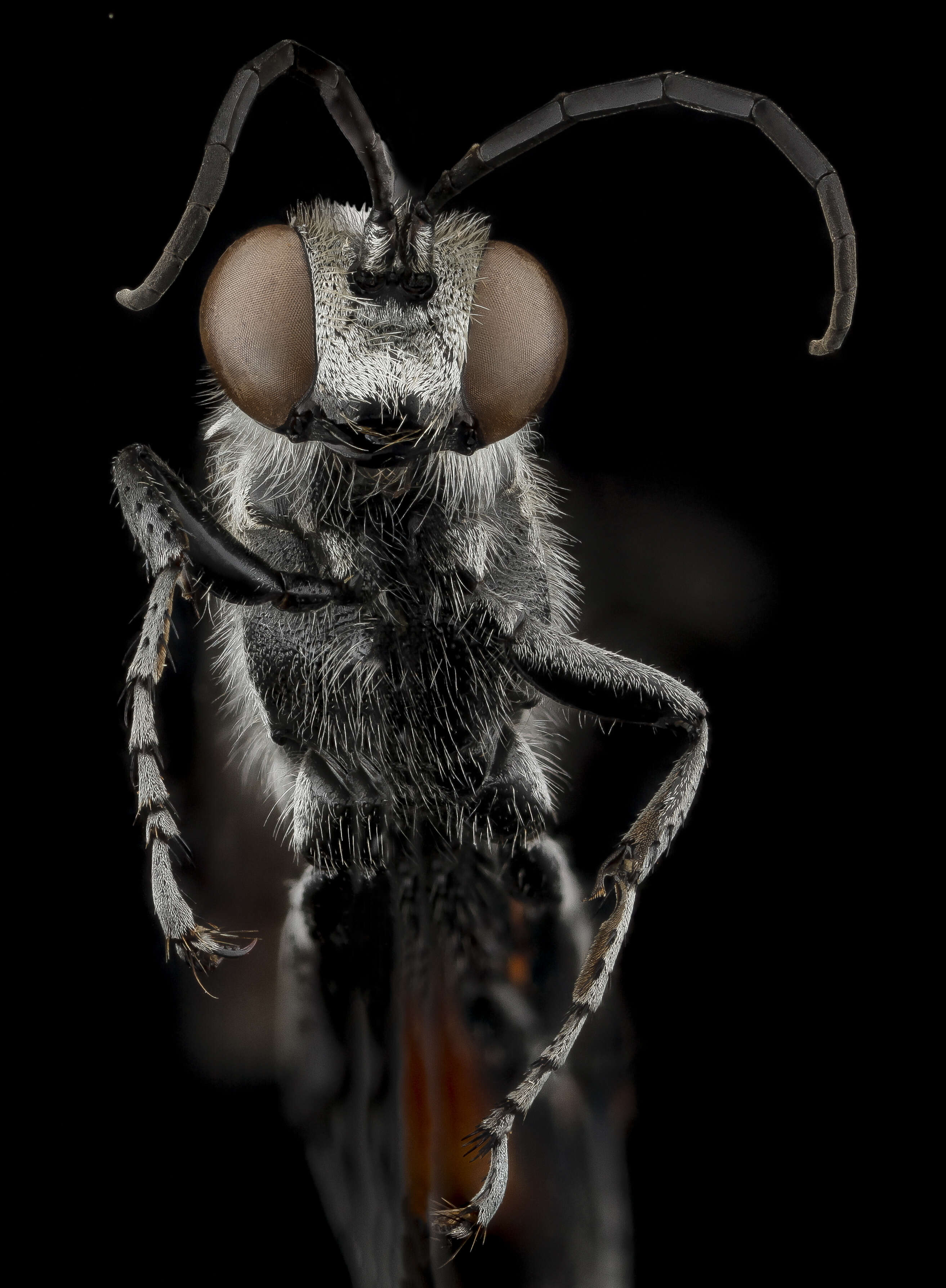 Image of Mud dauber