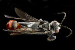 Image of Mud dauber