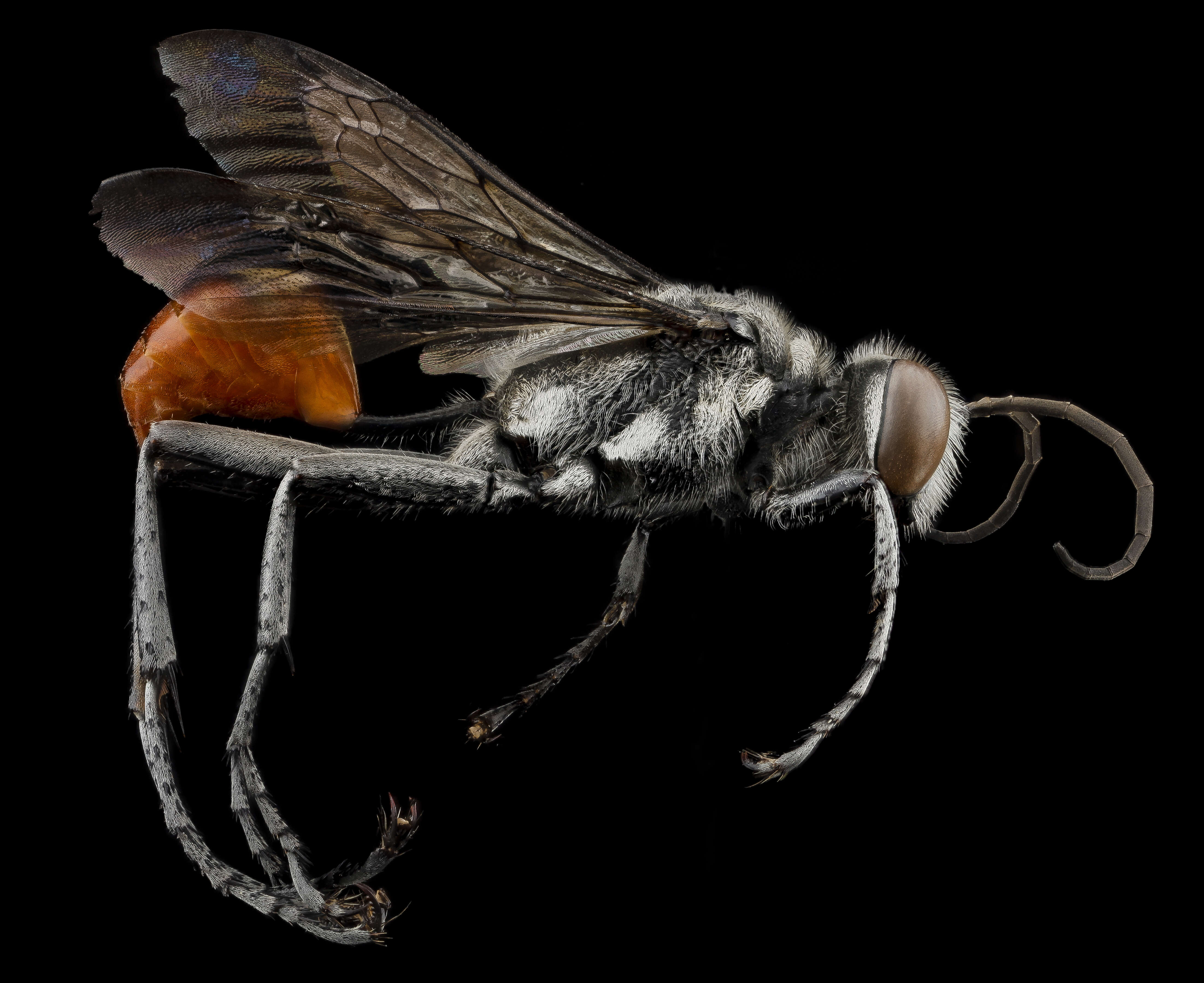 Image of Mud dauber