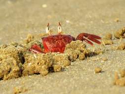 Image of red ghost crab