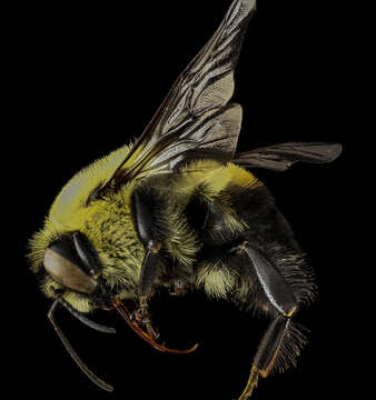 Image of Brown-belted Bumblebee