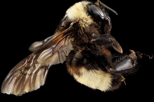 Image of Black and Gold Bumble bee