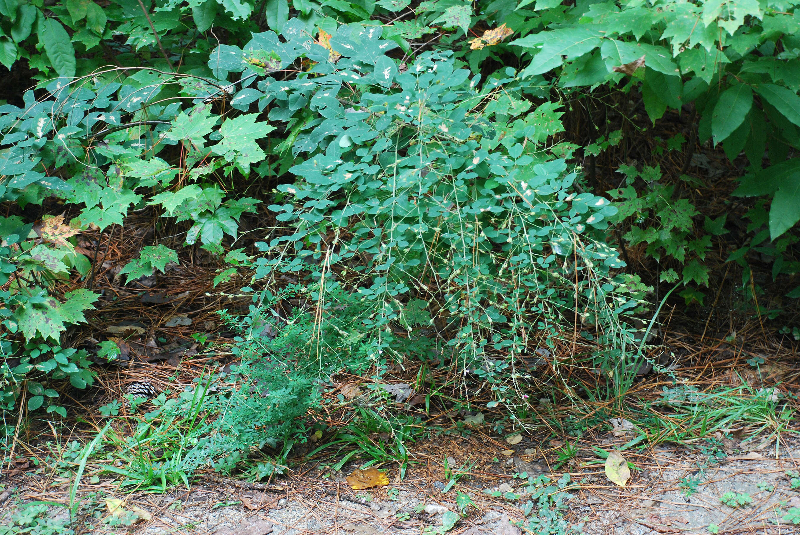 Sivun Lespedeza thunbergii (DC.) Nakai kuva