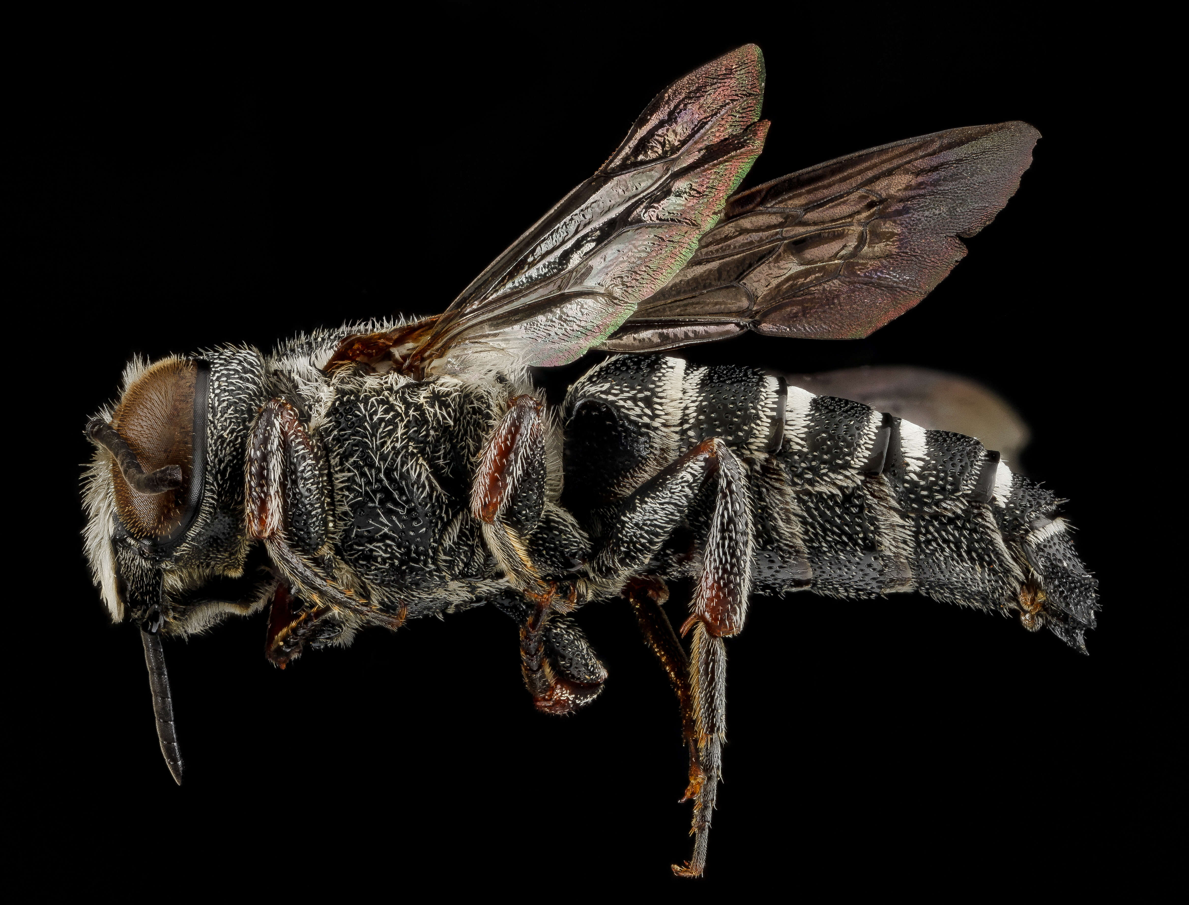 Image of Coelioxys alternata Say 1837