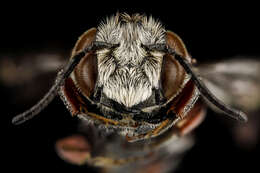 Image of Coelioxys alternata Say 1837