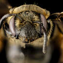 Image of Alleghany Andrena