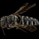 Imagem de Coelioxys alternata Say 1837