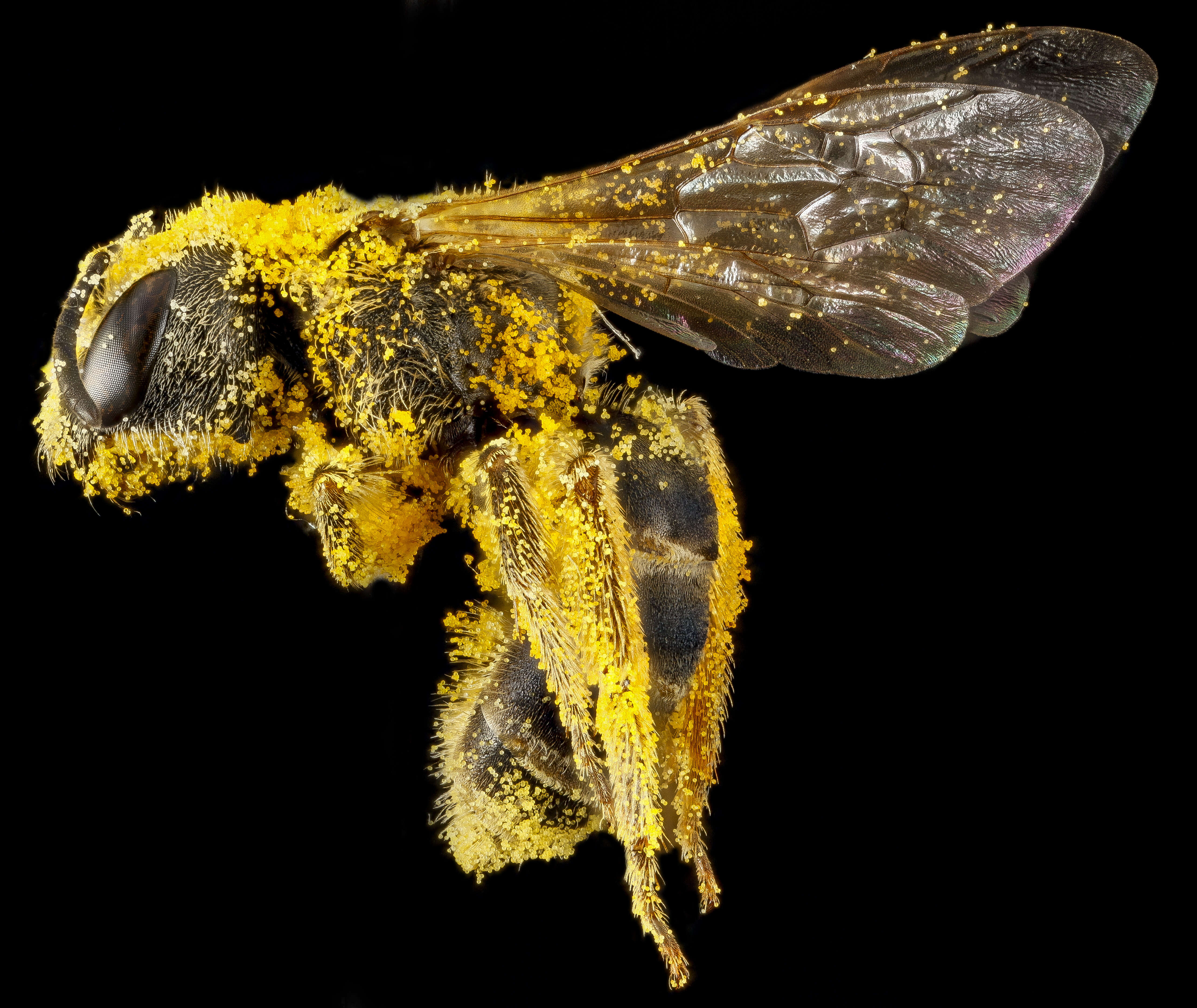 Image of Halictus ligatus Say 1837